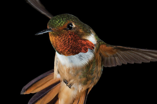 NATURE: Hummingbirds of Hollywood