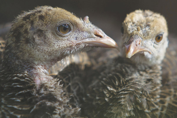 600x400-Turkey NATURE: My Life as a Turkey