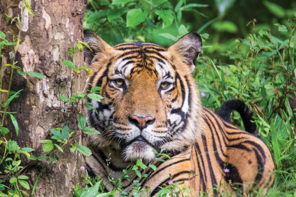 NATURE: Tigers of India