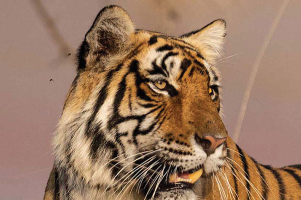 NATURE: Legendary Tigers of India