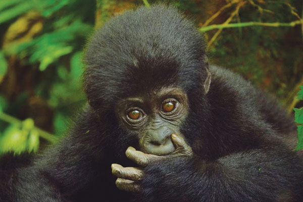 Animal Babies: First Year on Earth