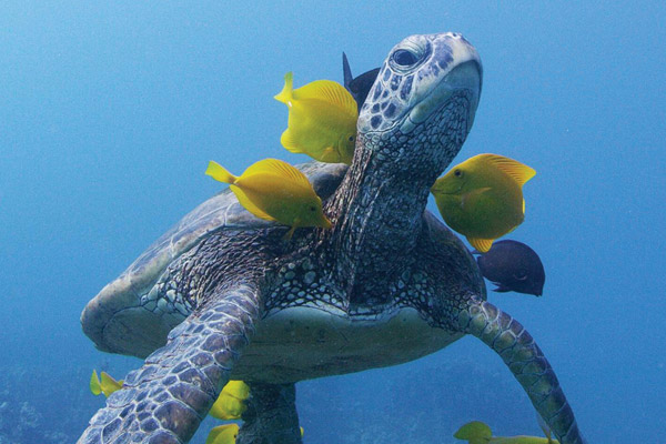NATURE: Soul of the Ocean